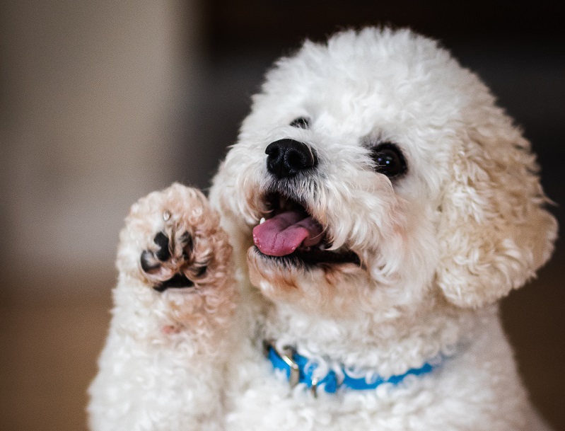 Een gewone sterilisatie is best zwaar voor je hond